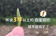 揭秘白毫银针：为什么有的白茶越陈越香，有的却越来越糟糕？