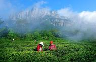 名山出名茶：庐山云雾茶的荣耀