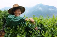 揭秘太平猴魁：这款名字独特的茶