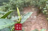 新白茶即将上市，白毫银针四大变种一网打尽！