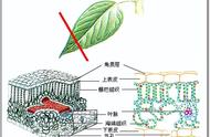 乌龙茶初探：苗工说茶第189篇