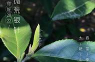 揭秘春茶：白毫银针的“毫”究竟为何物？