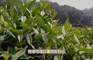 探索君山银针和蒙顶黄芽的四大独特之处