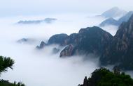 黄山之巅的绿色珍品——黄山毛峰