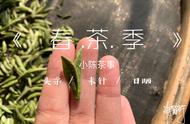 白茶初学者指南：您需要了解的关键信息