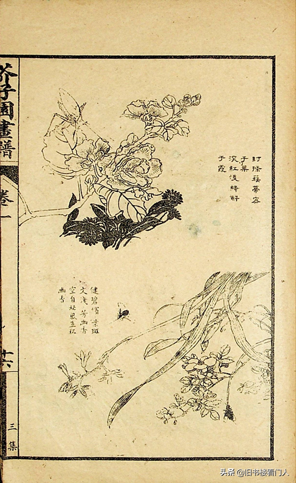 艺术类学画必修之书－《芥子园画谱·草虫花卉谱》