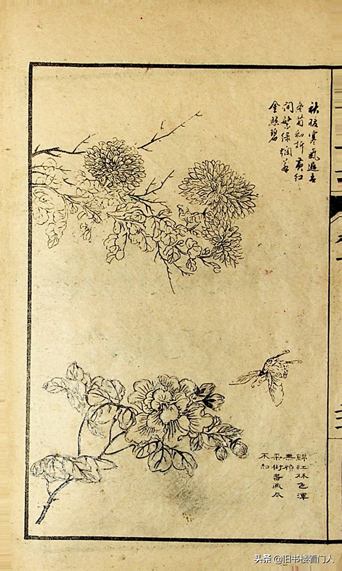 艺术类学画必修之书－《芥子园画谱·草虫花卉谱》