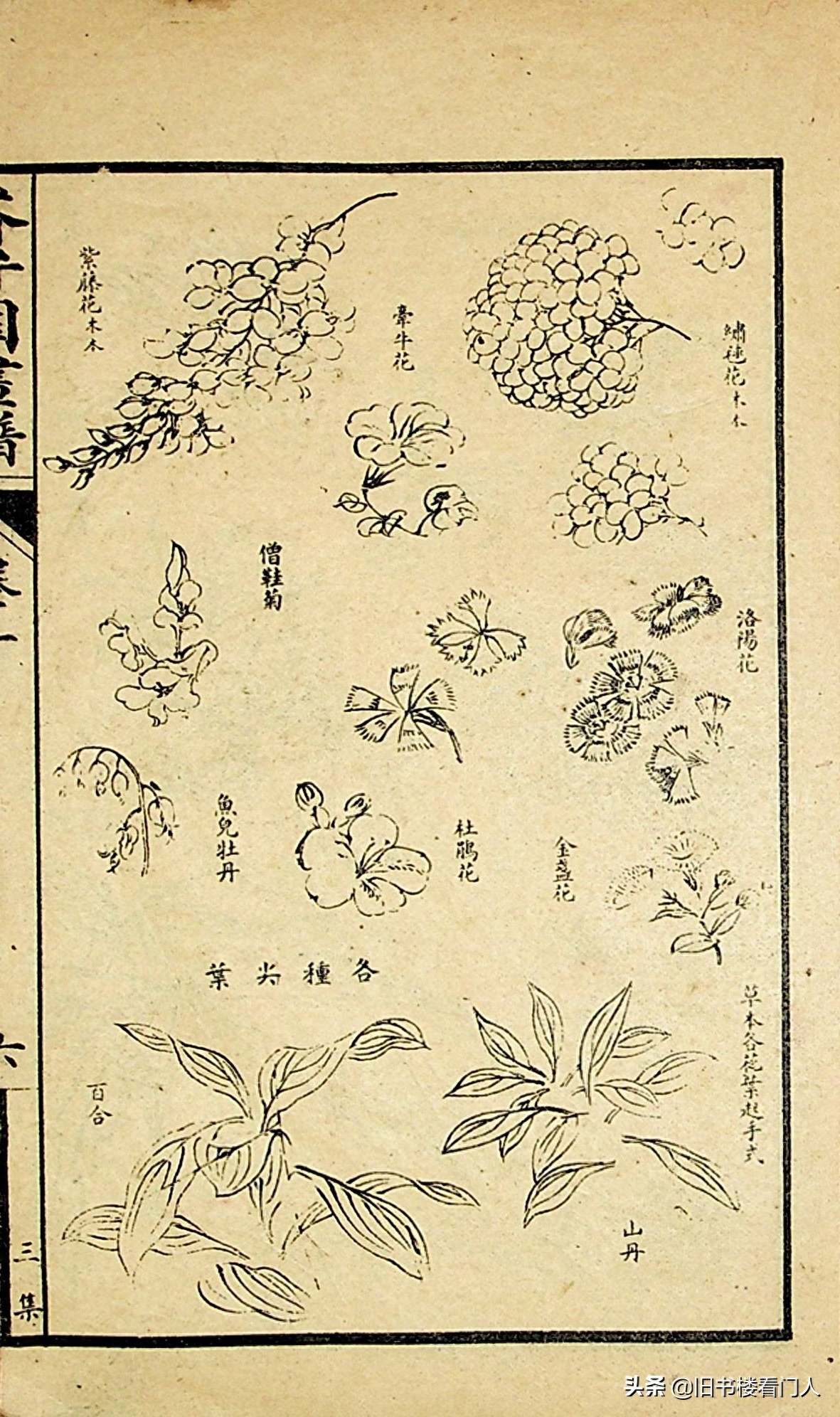 艺术类学画必修之书－《芥子园画谱·草虫花卉谱》