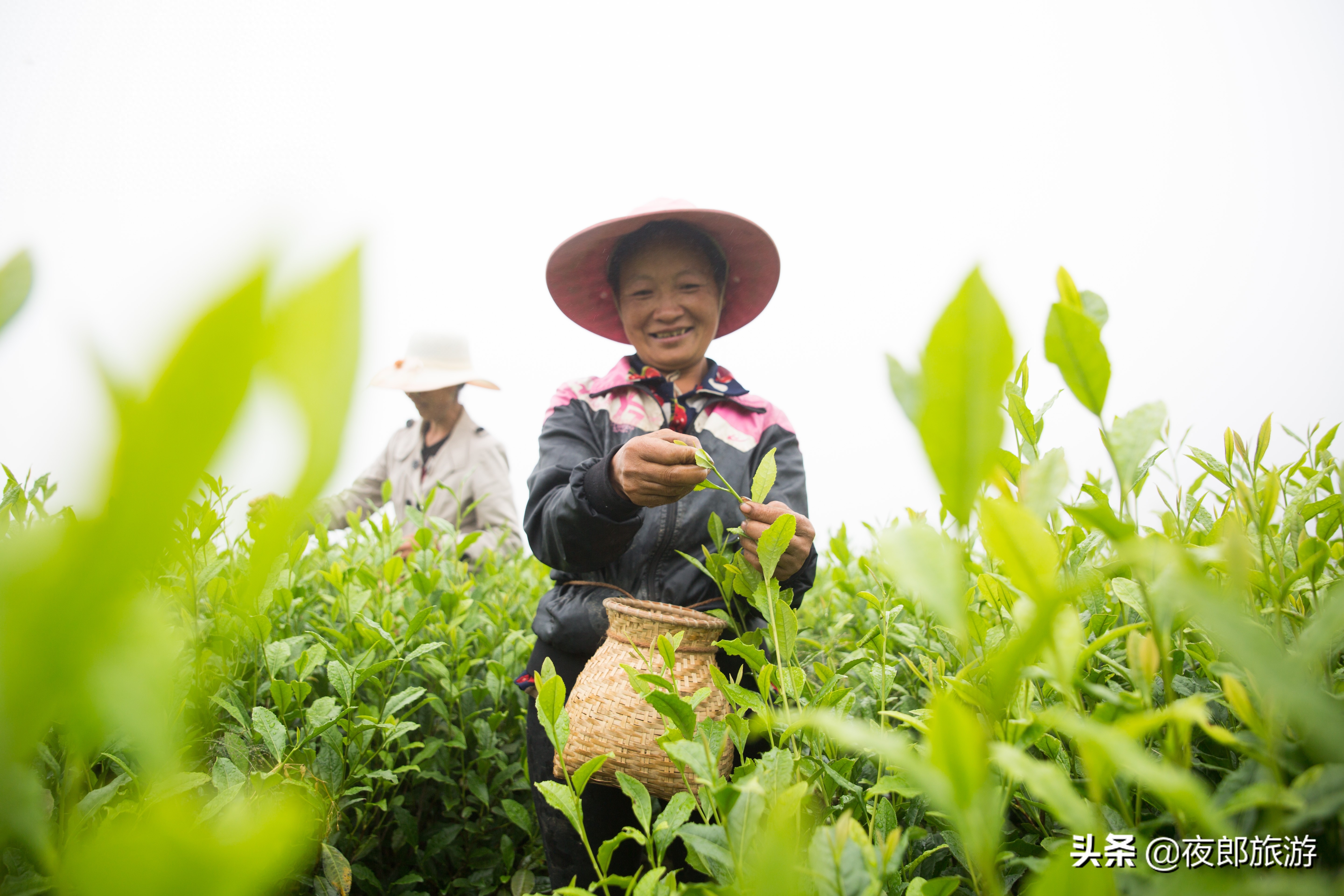 贵州大方：云山雾绕采夏茶