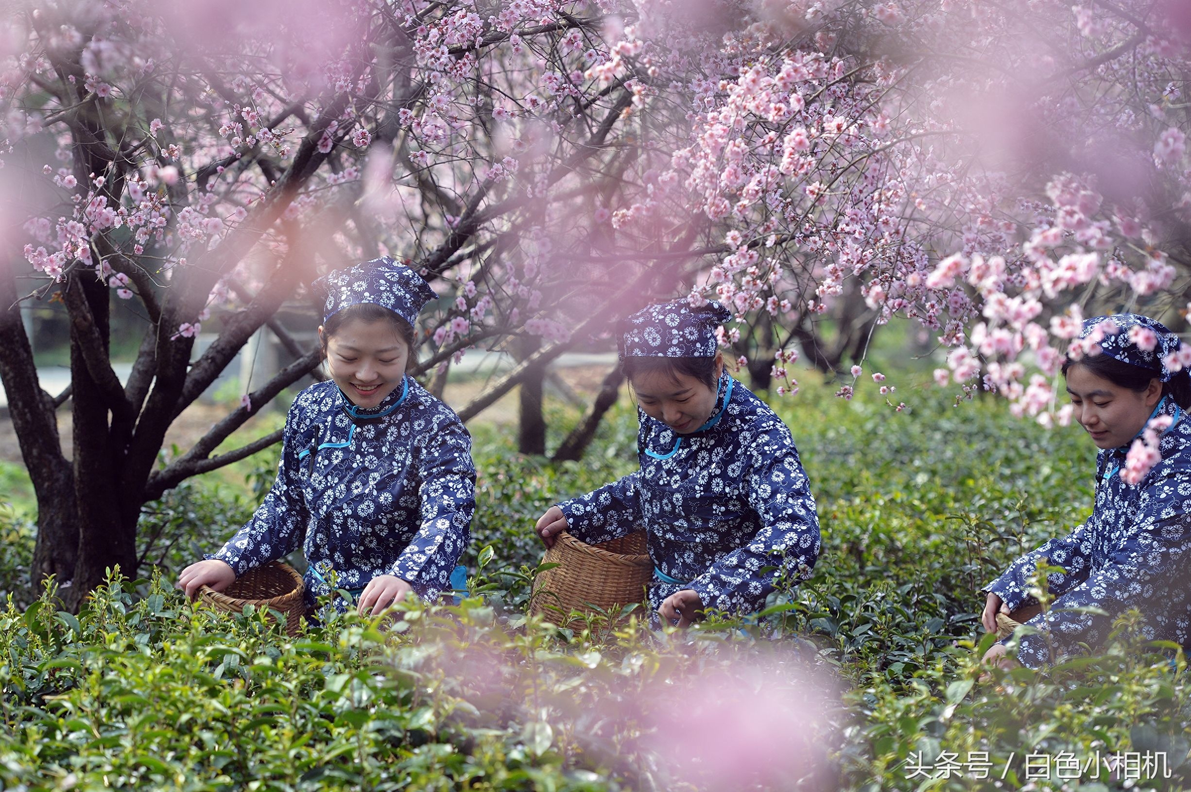 留香数十载 头锅钟山雨花茶开炒