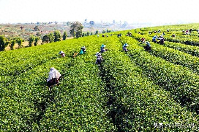 中国名茶黄山毛峰，好茶值得品尝