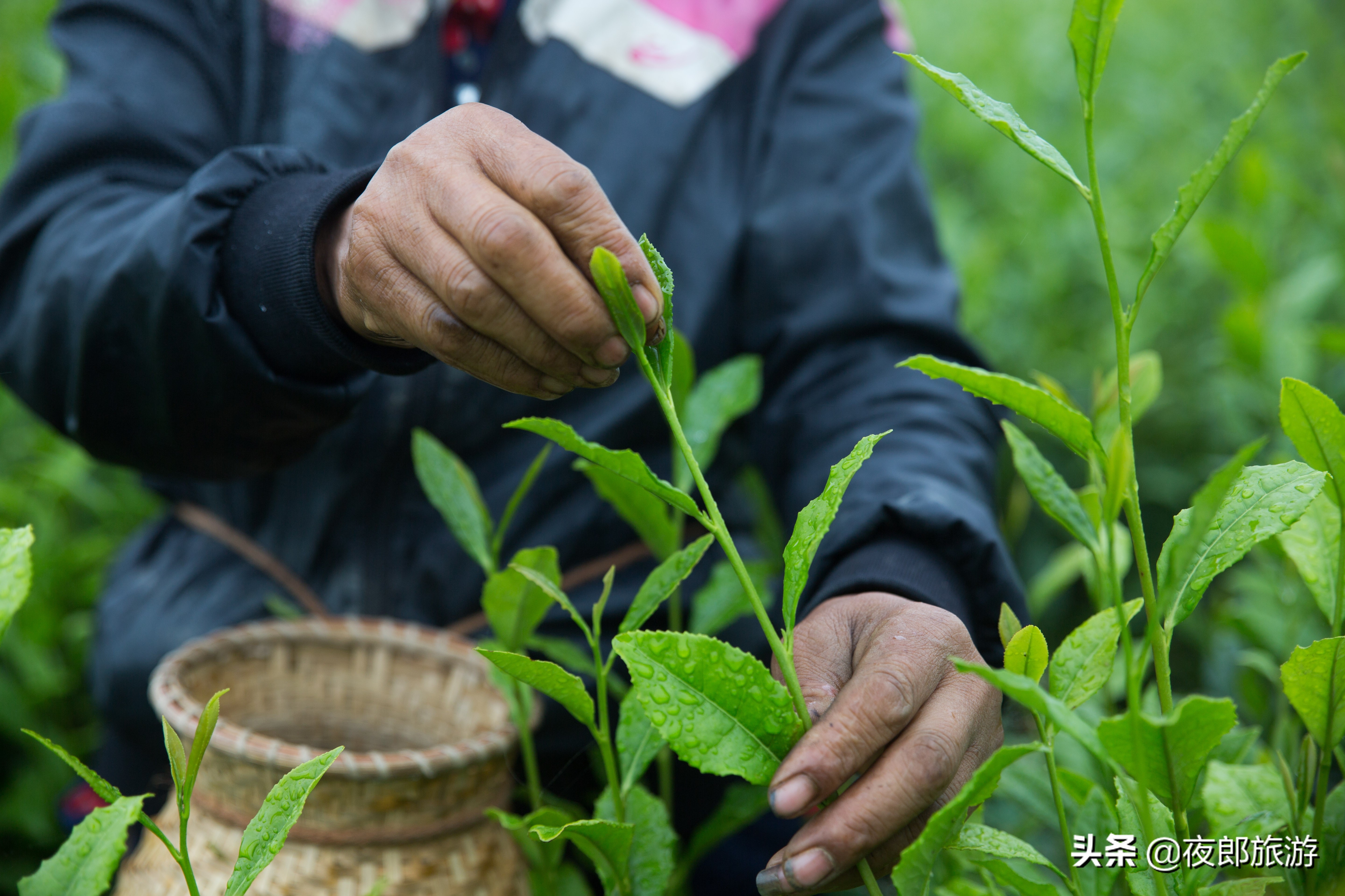 贵州大方：云山雾绕采夏茶